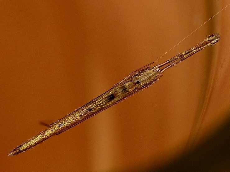 Maschio di Rhomphaea sp. - S. Teresa G. (OT)
